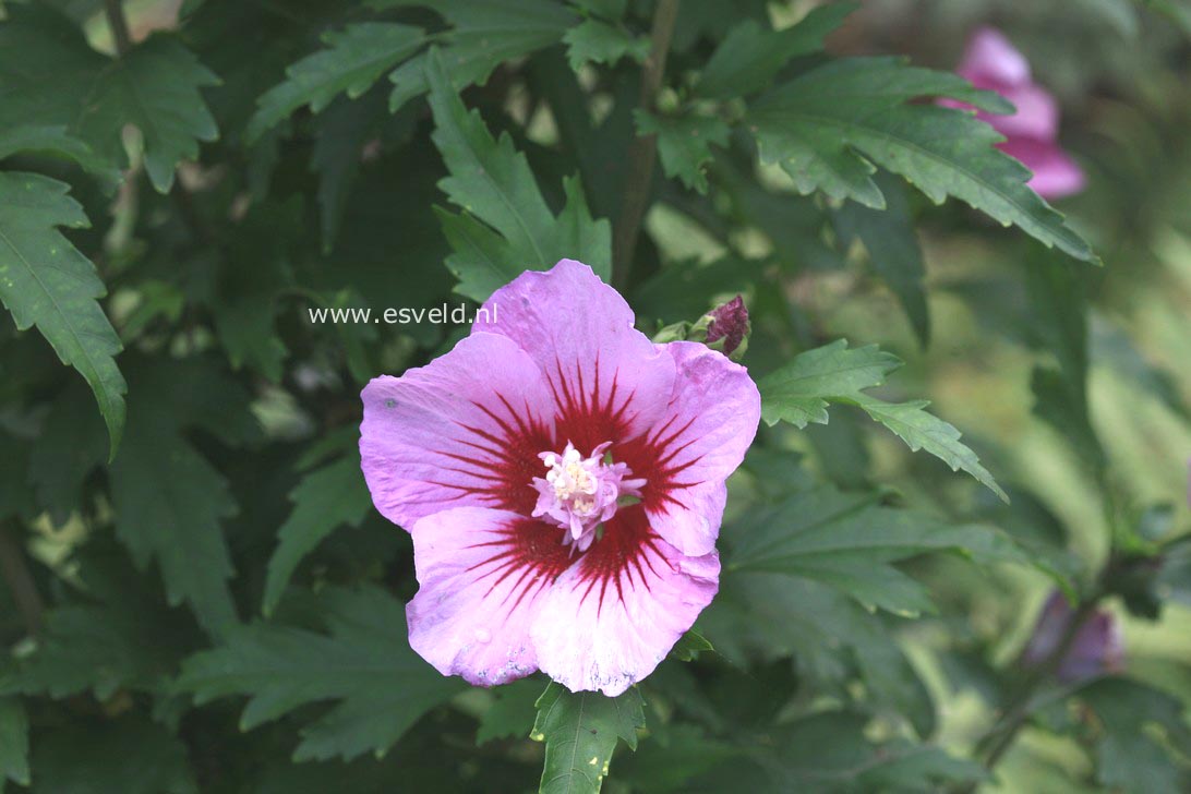Hibiscus syriacus 'Maike'