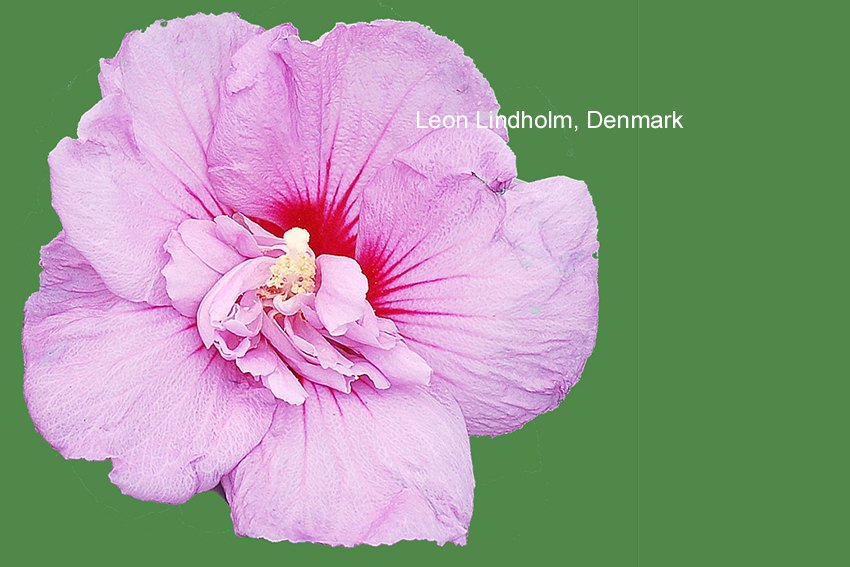 Hibiscus syriacus 'Notwood One' (LAVENDER CHIFFON)