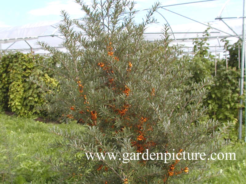 Hippophae rhamnoides 'Leikora'