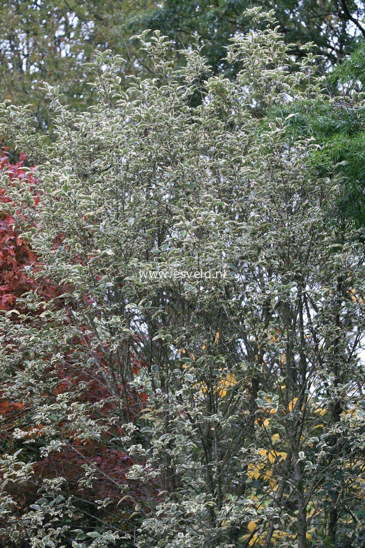 Hoheria populnea 'Alba Variegata'