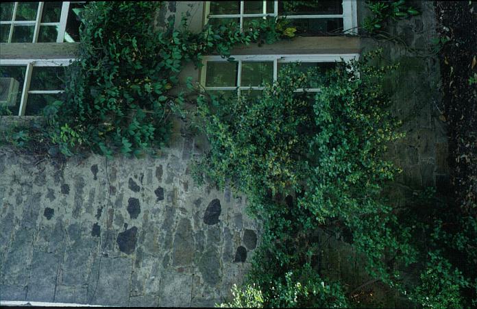 Holboellia latifolia