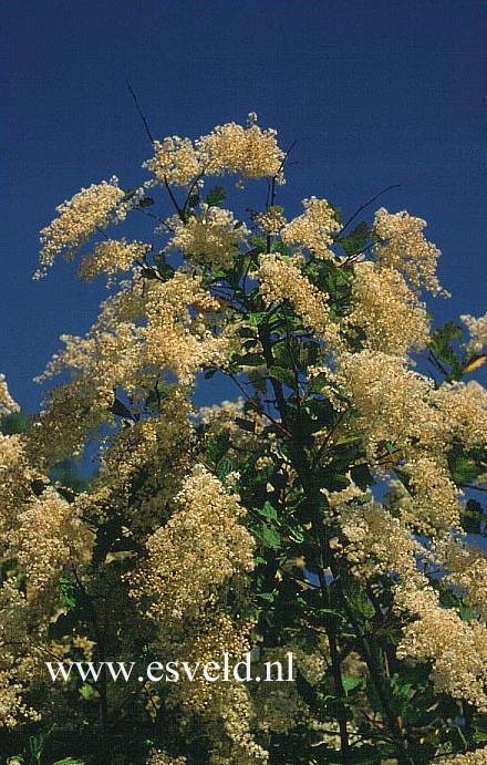 Holodiscus discolor ariifolius