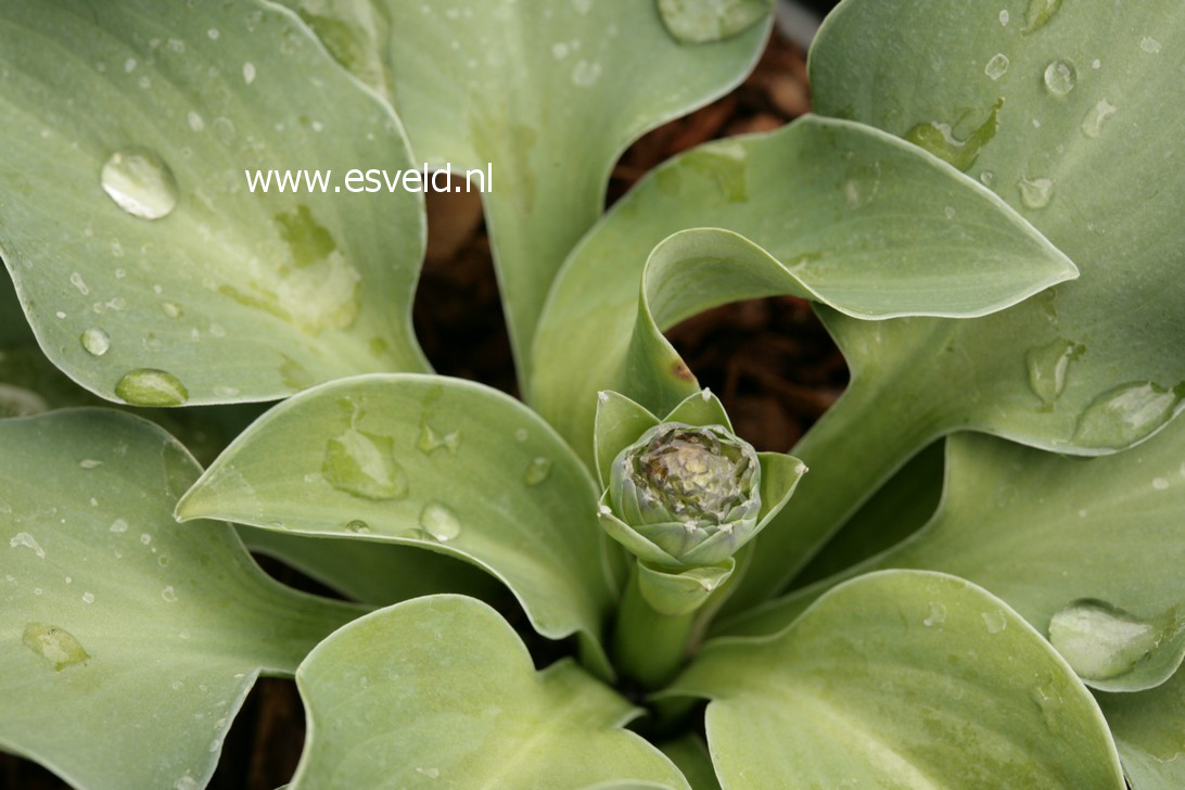 Hosta 'Blue Mouse Ears'
