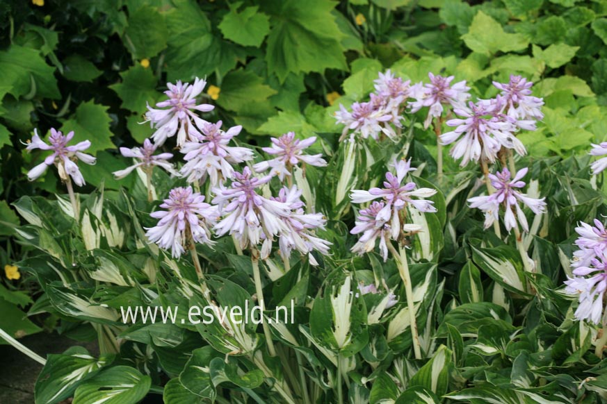 Hosta 'Clifford's Stingray'