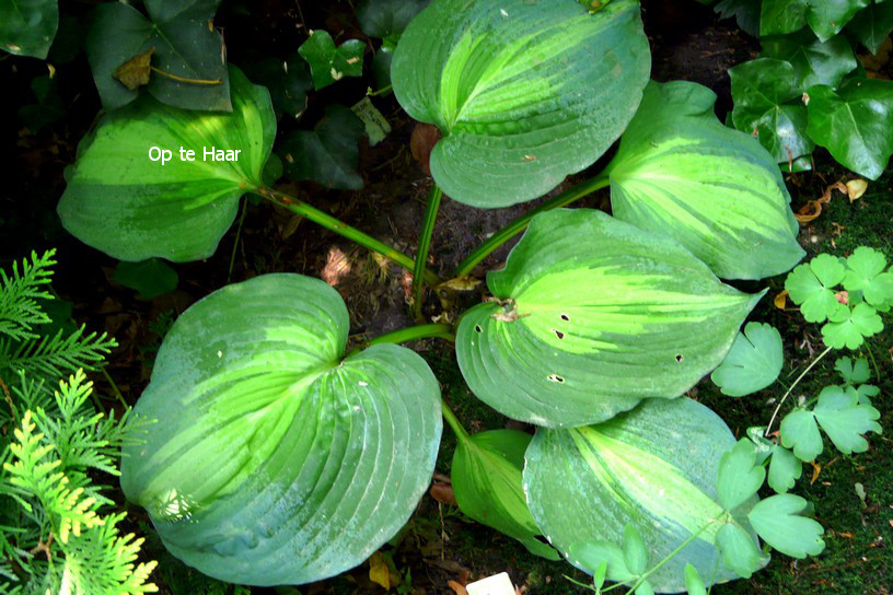 Hosta 'Dream Queen'