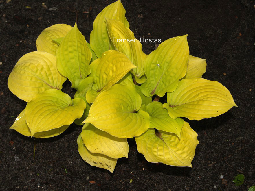 Hosta 'Fantasy Island'