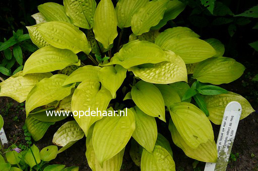 Hosta 'Fire Island'