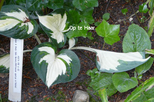 Hosta 'Fire and Ice'
