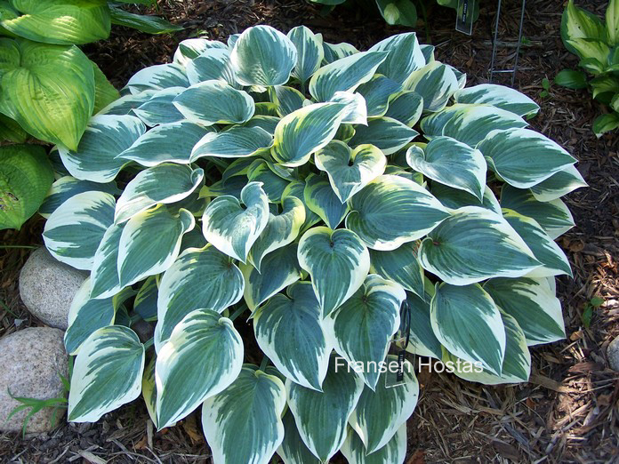 Hosta 'First Frost'