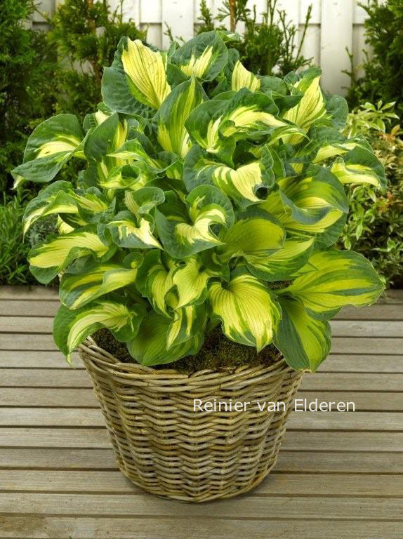 Hosta 'Golden Meadows'