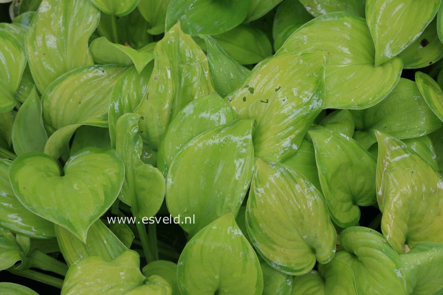 Hosta 'Guacamole'