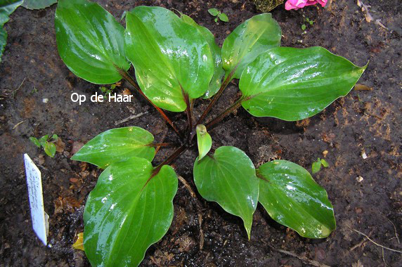 Hosta 'Harry van de Laar'