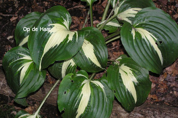 Hosta 'Night before Christmas'