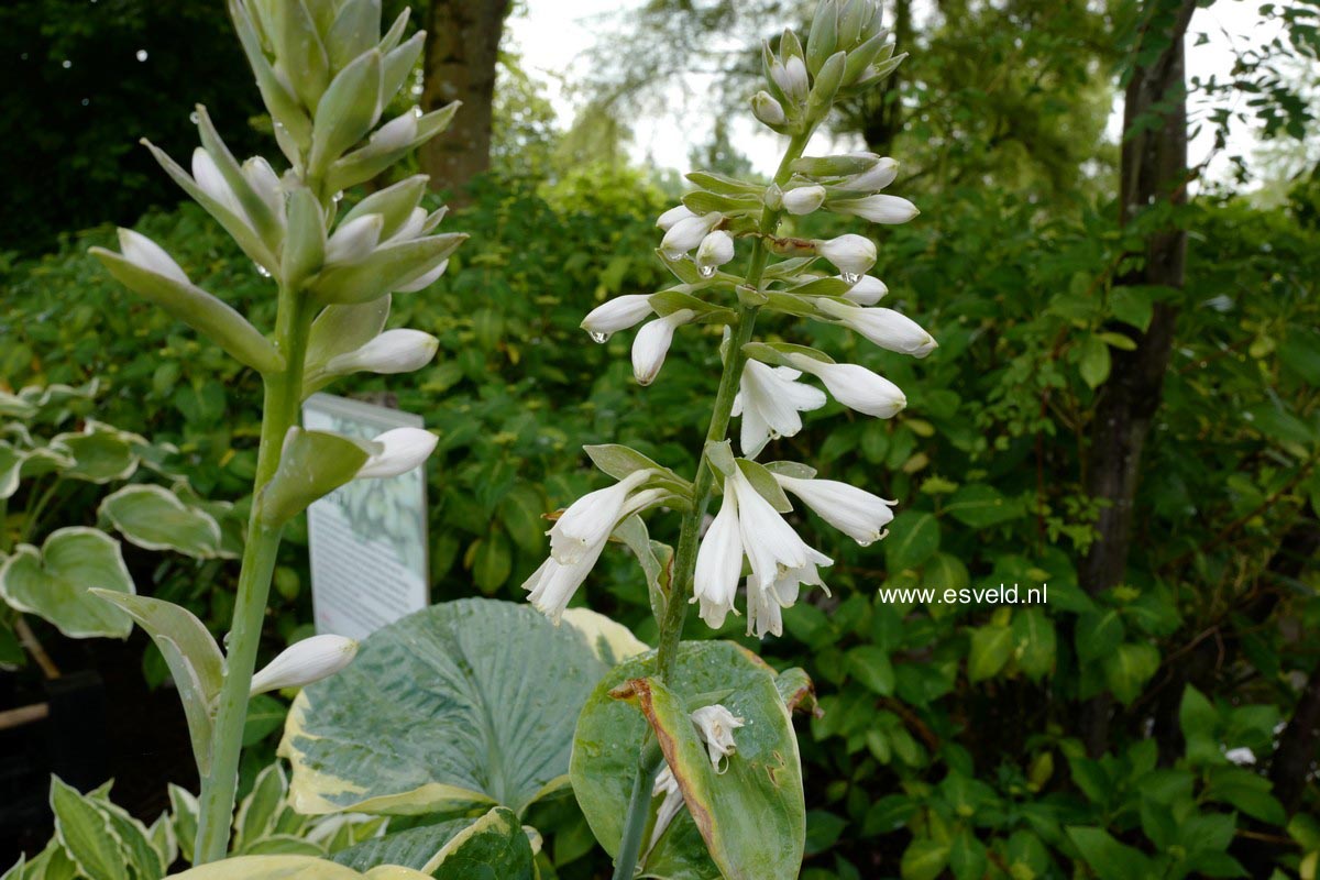 Hosta 'Paradise Expectations'