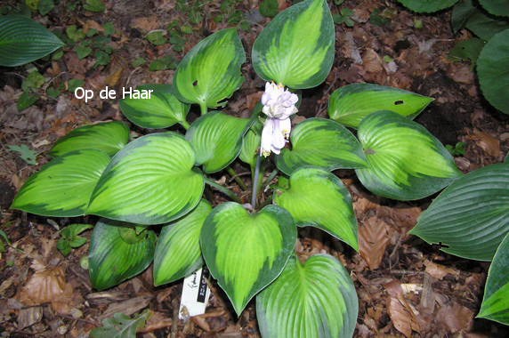 Hosta 'Paradise Joyce'