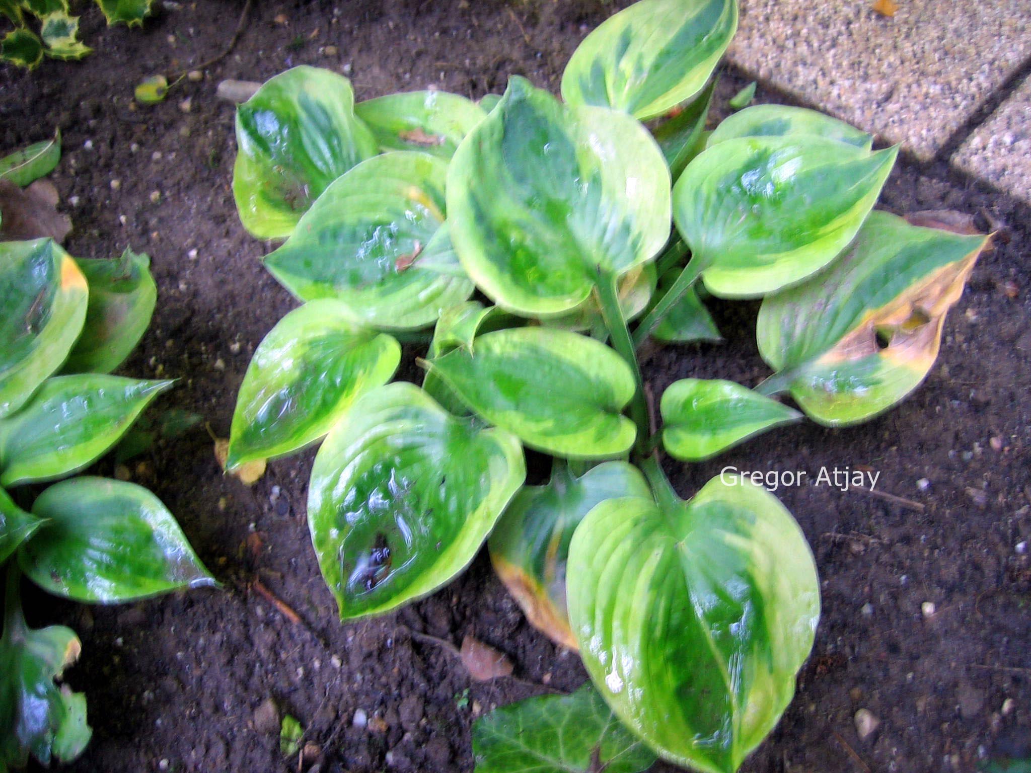 Hosta 'Radiant Edger'