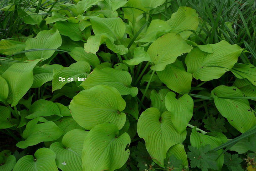 Hosta 'Sun Power'