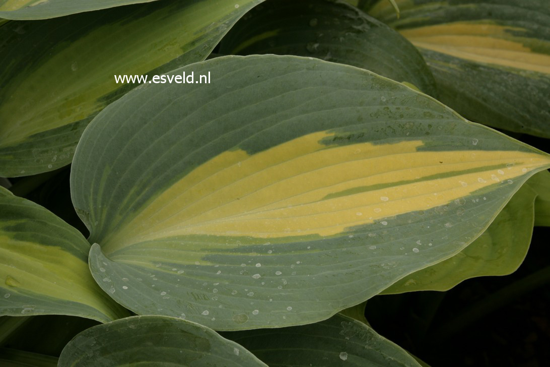 Hosta 'Touch of Class'