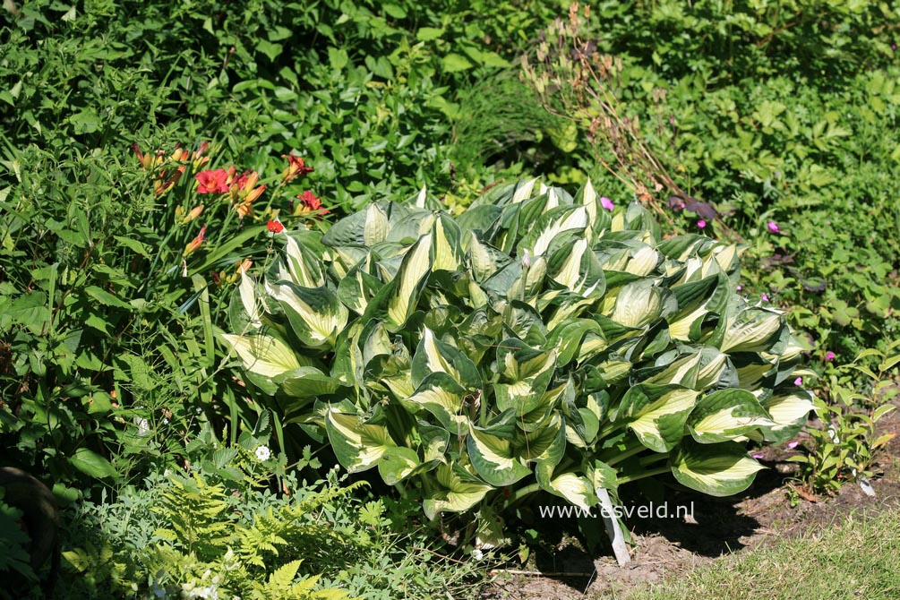 Hosta 'Whirlwind'