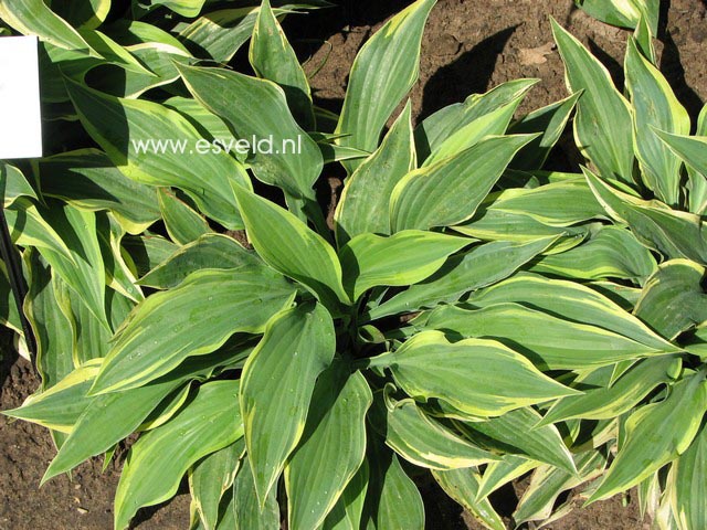 Hosta 'Wolverine'
