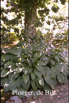 Hosta undulata 'Erromena'