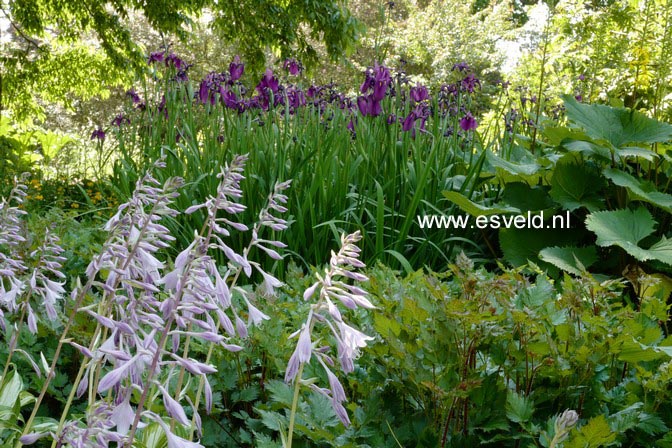 Hosta undulata