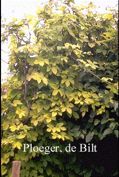 Humulus lupulus 'Aureus'