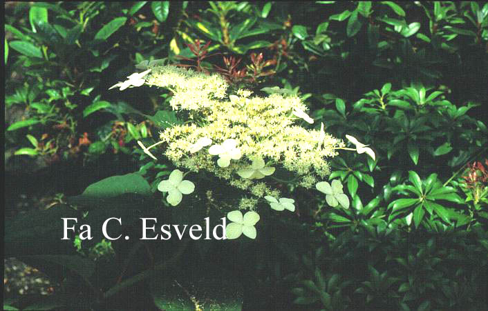 Hydrangea 'Nepal Beauty'