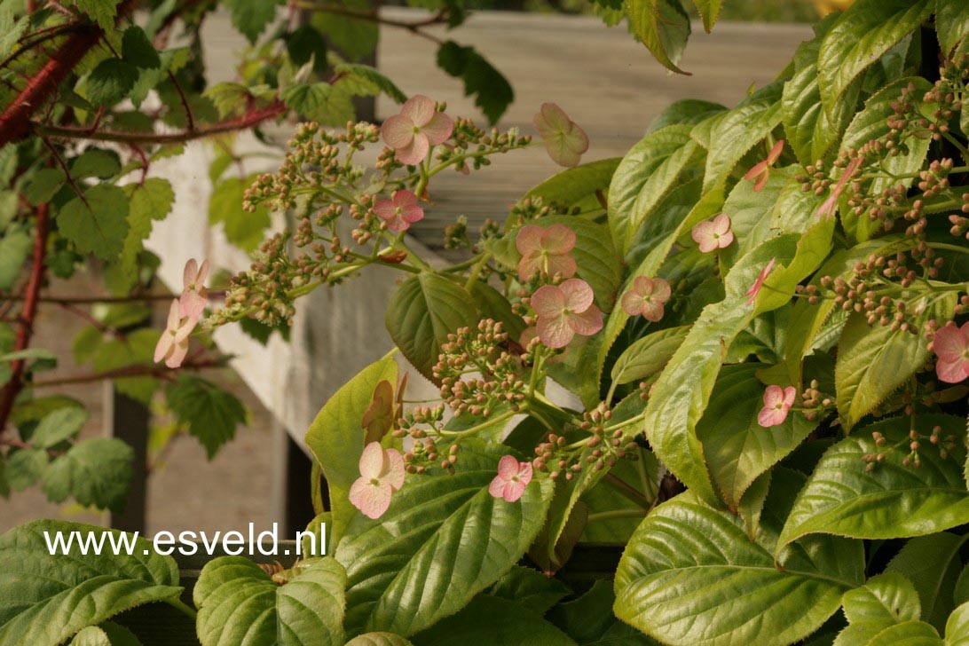 Hydrangea anomala 'Crug Coral'