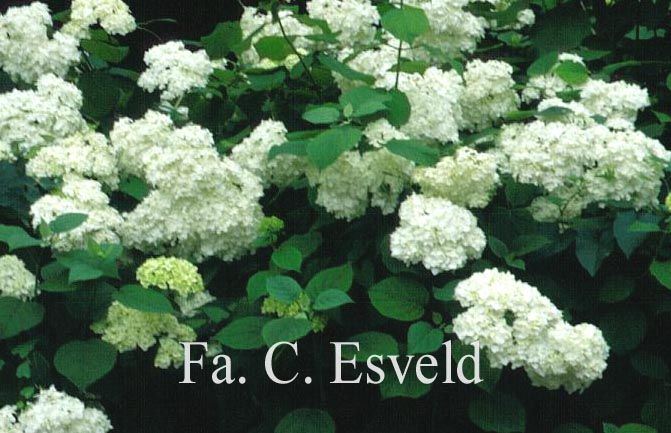 Hydrangea arborescens 'Grandiflora'