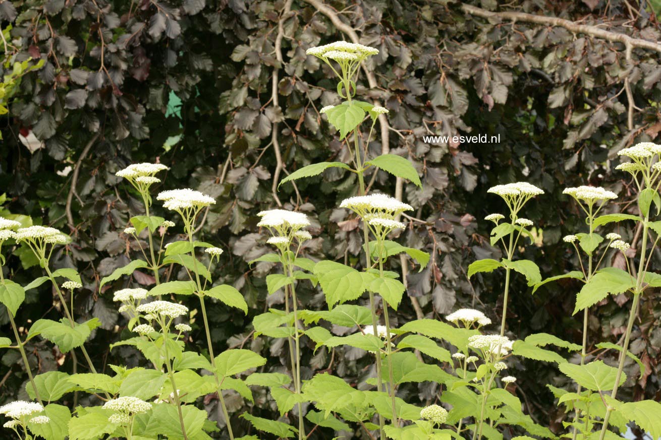 Hydrangea arborescens 'Hulsdonk'