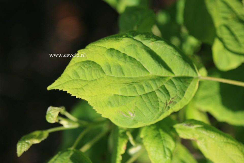 Hydrangea arborescens 'Puffed Green'