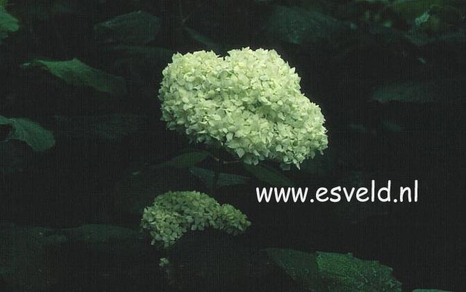 Hydrangea arborescens 'Sterilis'