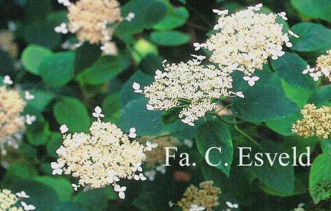 Hydrangea arborescens discolor
