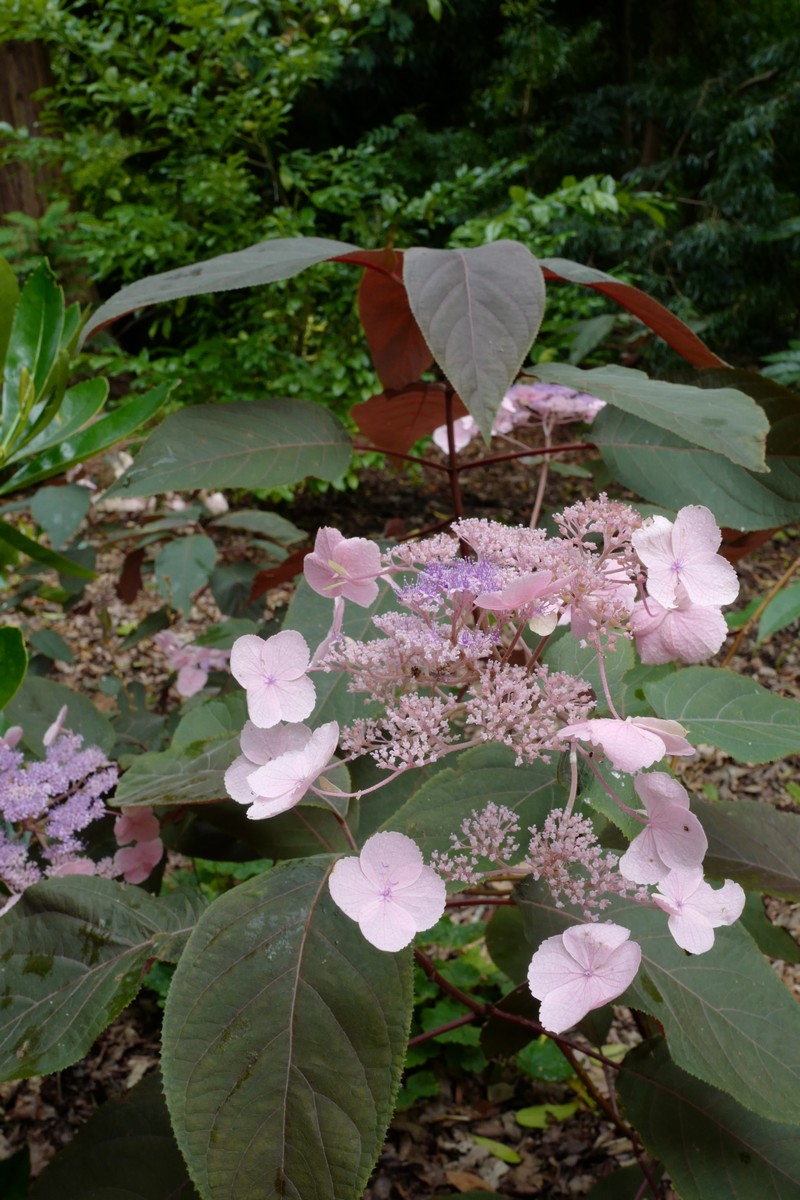 Hydrangea aspera 'Haopr012' (HOT CHOCOLATE)