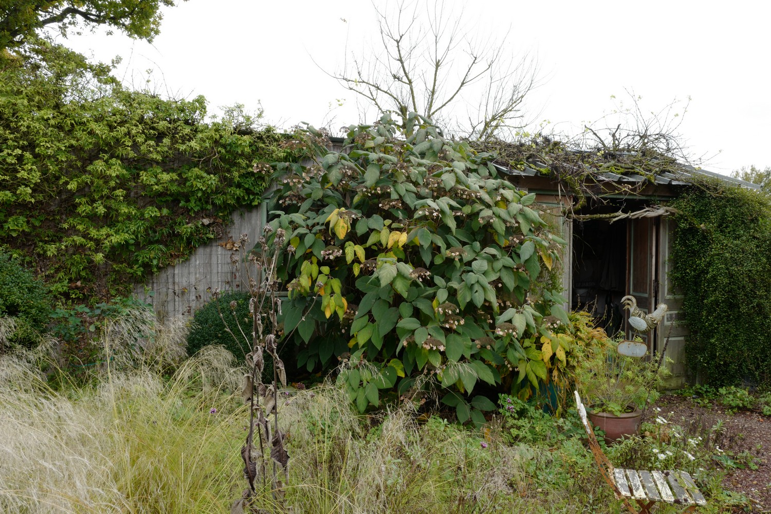 Hydrangea aspera 'Macrophylla'