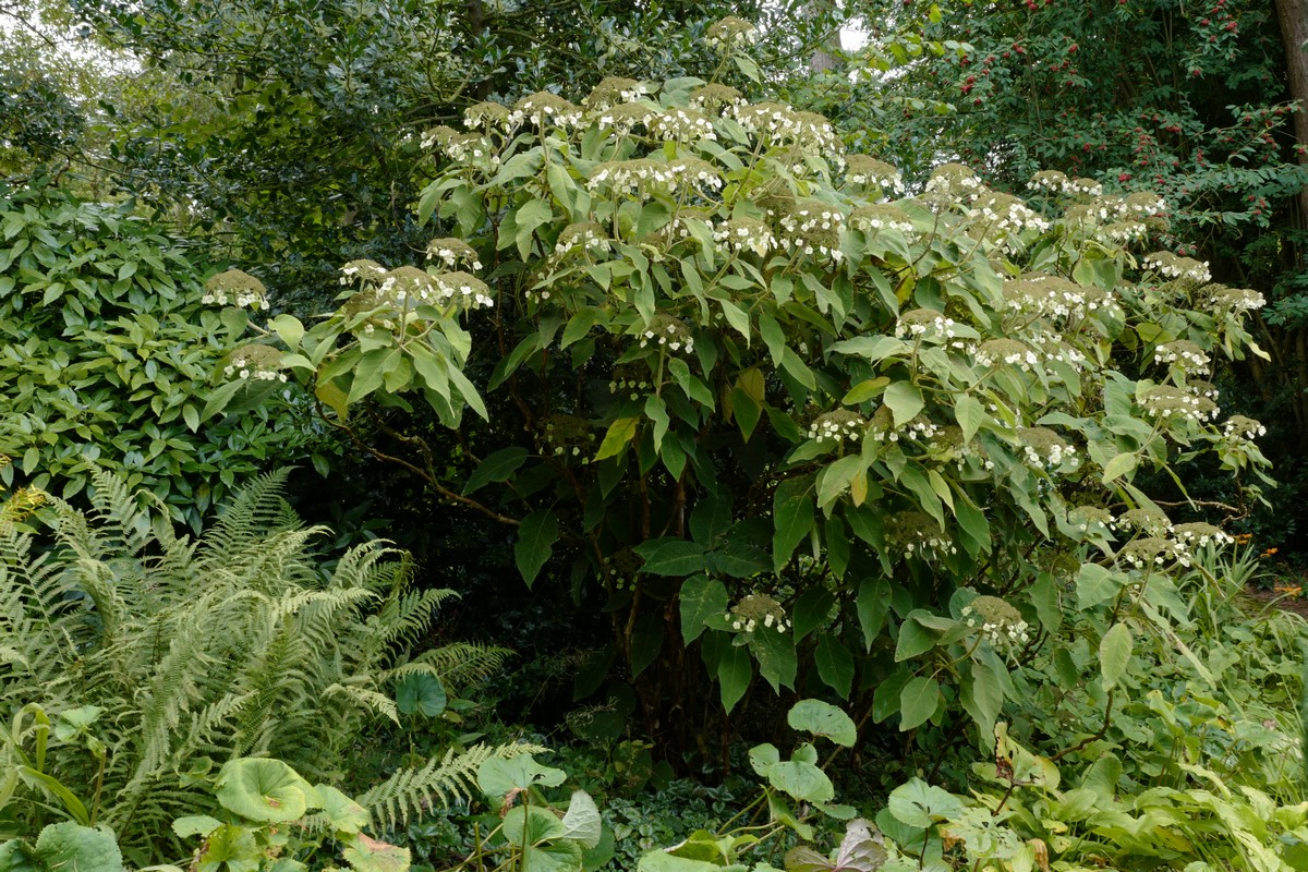 Hydrangea aspera strigosa