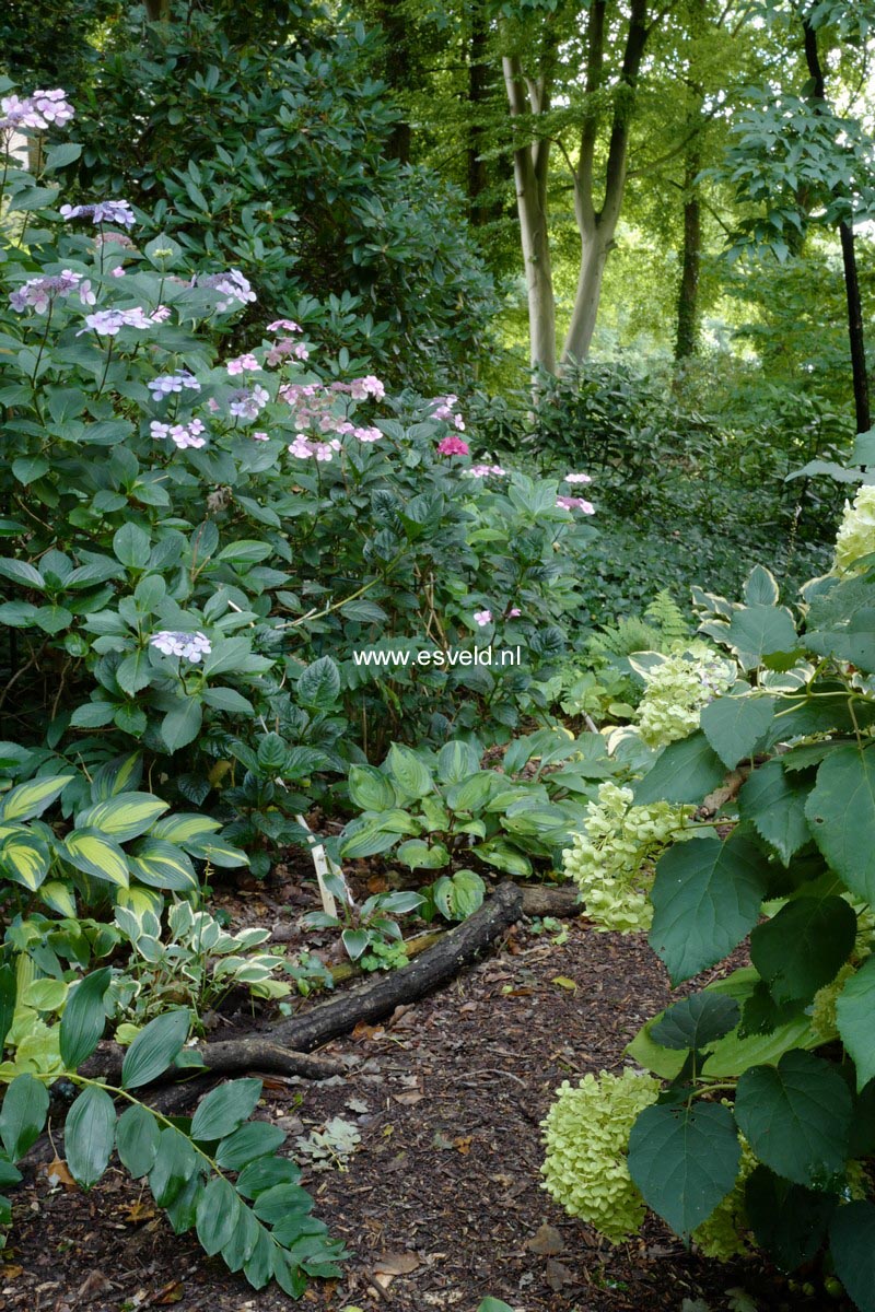 Hydrangea asterolasia