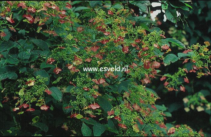 Hydrangea heteromalla 'Kalmthout'