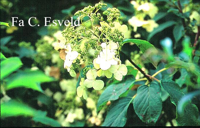 Hydrangea heteromalla f. xanthoneura