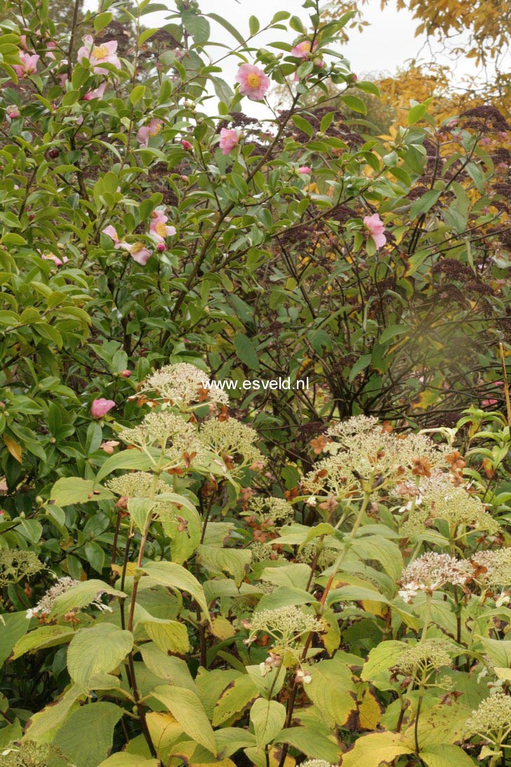 Hydrangea involucrata 'Late Love'