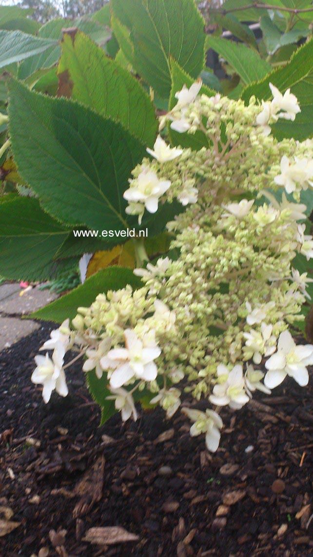 Hydrangea involucrata 'Plenissima'