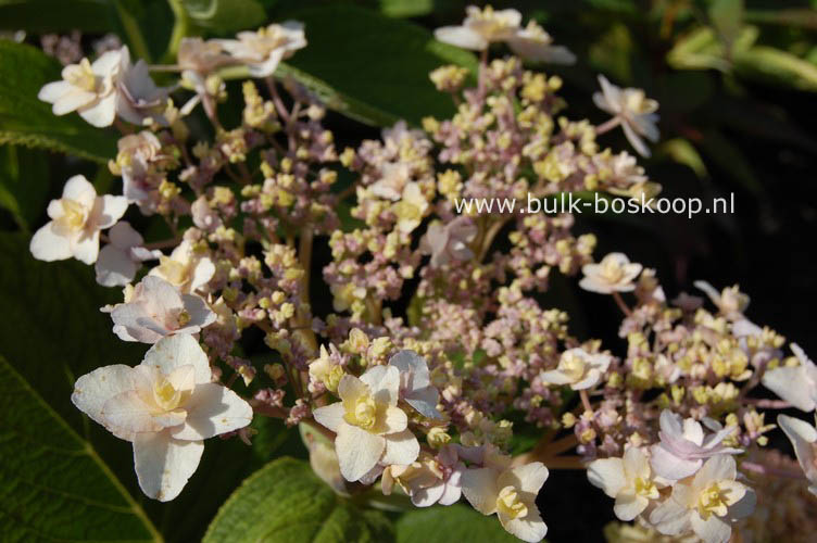 Hydrangea involucrata 'Tokado-yama'