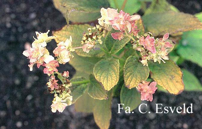 Hydrangea involucrata 'Yokudanka'