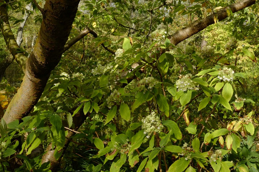 Hydrangea involucrata 'Yoraku-tama'