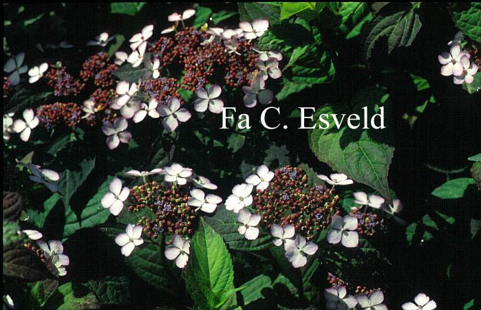 Hydrangea macrophylla 'Akabe yama'