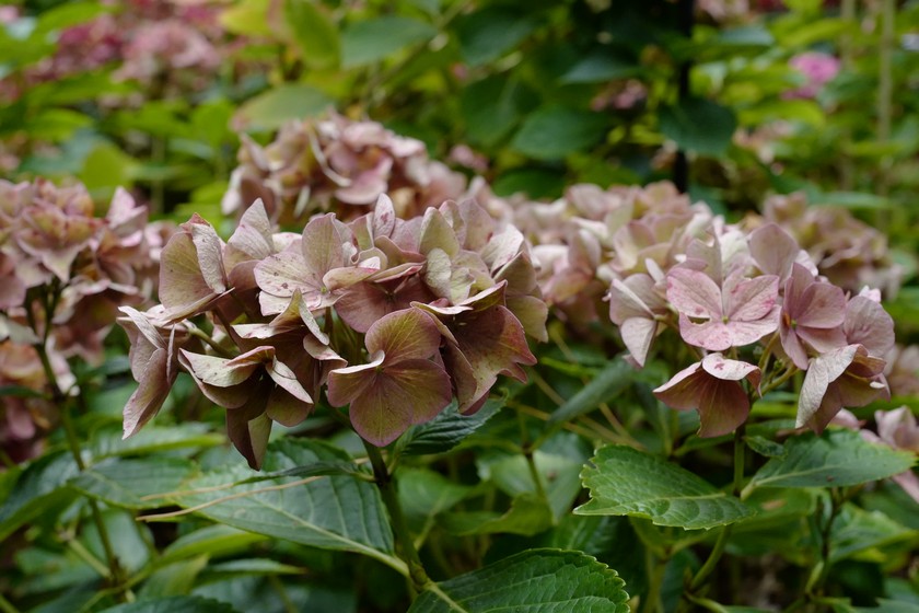 Hydrangea macrophylla 'Alpengluehn'