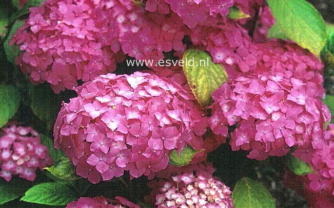 Hydrangea macrophylla 'America'