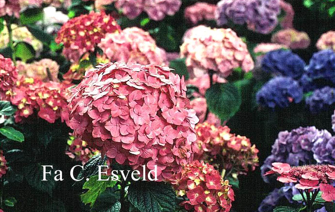 Hydrangea macrophylla 'Ami Pasquier'