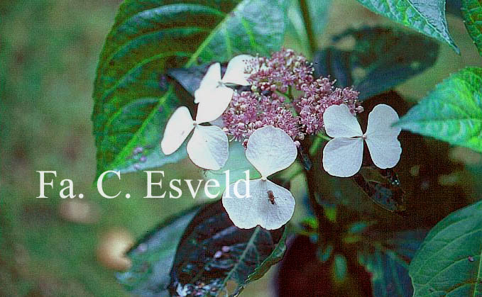 Hydrangea macrophylla 'Angel Light'